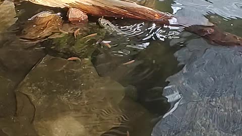 KOI KOI KOI......