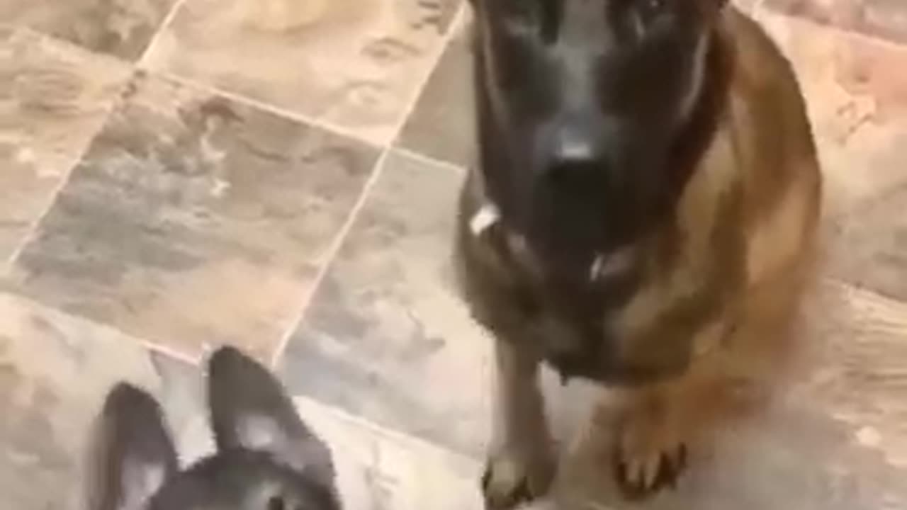 "Step Aside… Mama’s Hungry! 🍖 #GermanShepherd #BelgianMalinois"