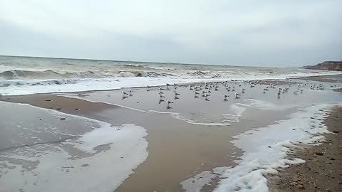 Beat the Winter Blues: Join Seagulls at the February Shore