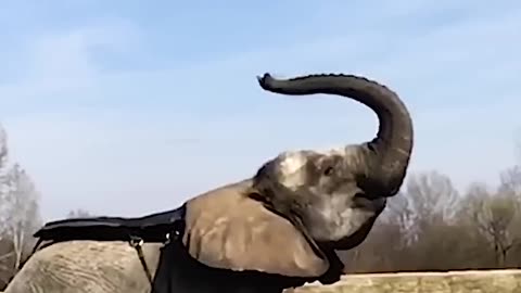 Elephant Launches Man Into Backflip | People Are Awesome