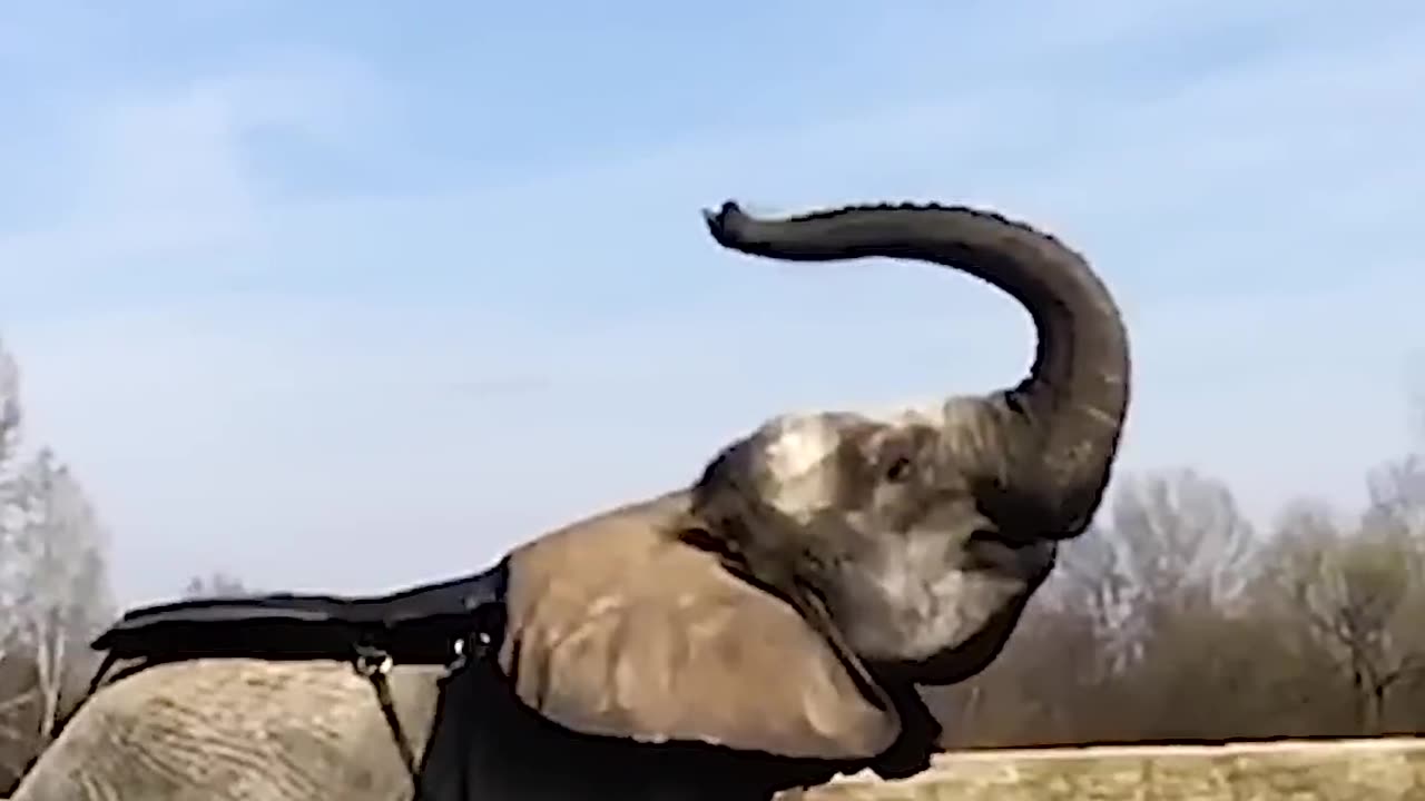 Elephant Launches Man Into Backflip | People Are Awesome