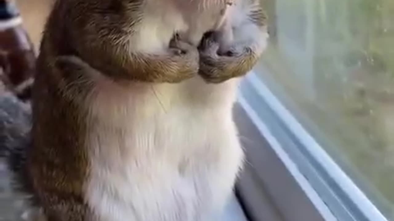 cute rat