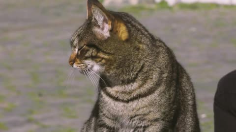 huge black cat is surprized