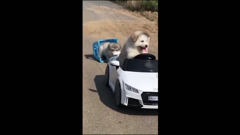 "Hilarious Animal Antics: You Won't Believe What They Do Next!"