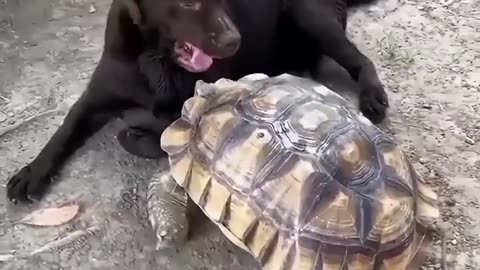 Dog Sweeps the Leg of a Tortoise: Slow and Not-So-Steady Wins the Fail