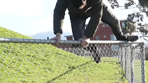 fence ? what fence! hilarious animal escape artist"