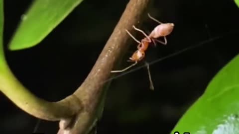 ANT-MIMIC JUMPING SPIDER