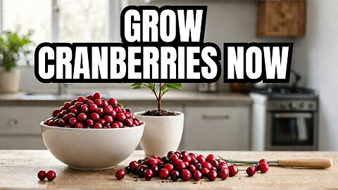 Unconventional Tips for Growing Cranberries from Store Bought