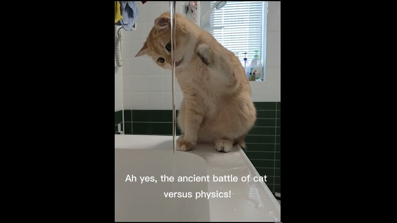 Adorable kitten trying to catch water #cat