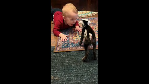 When goats play with children☺️☺️☺️