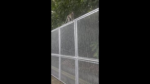 Monkey walk railing funny video