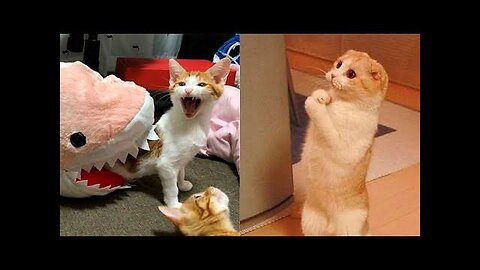 Funny Animals- - Best Of The 2025 Funny Animal Videos