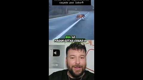 Conductor salva a ciclista de una manada de lobos 😱