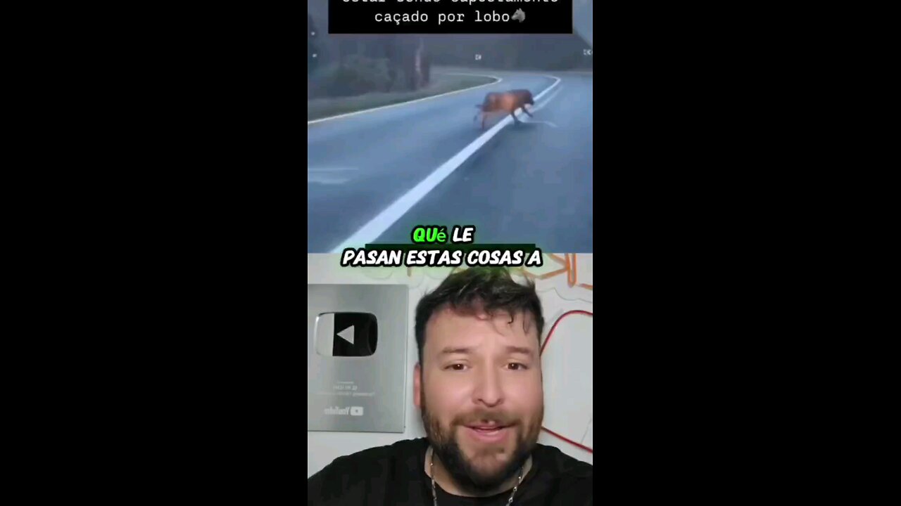 Conductor salva a ciclista de una manada de lobos 😱
