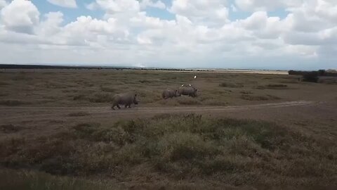 Kenya plans IVF to save rare white rhinos nearing extinction