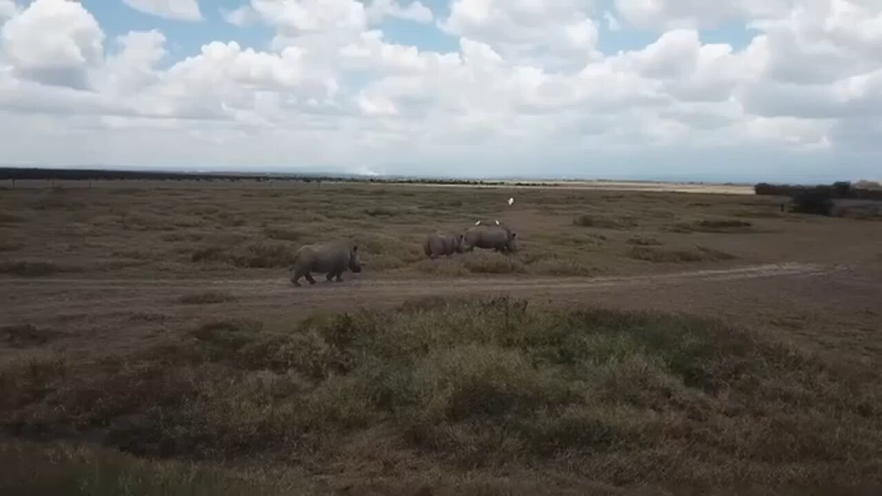 Kenya plans IVF to save rare white rhinos nearing extinction