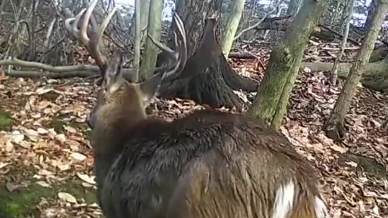 Deer antlers falling off