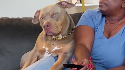 Are Pitbulls the FUNNIEST DOGS ? - NEW Funny Dog Videos 🐶