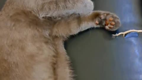 Do you hate me? #shorts #catvideos