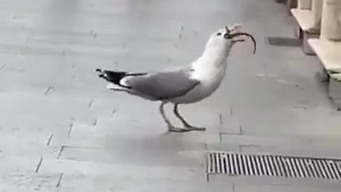 Seagulls Are Greedy