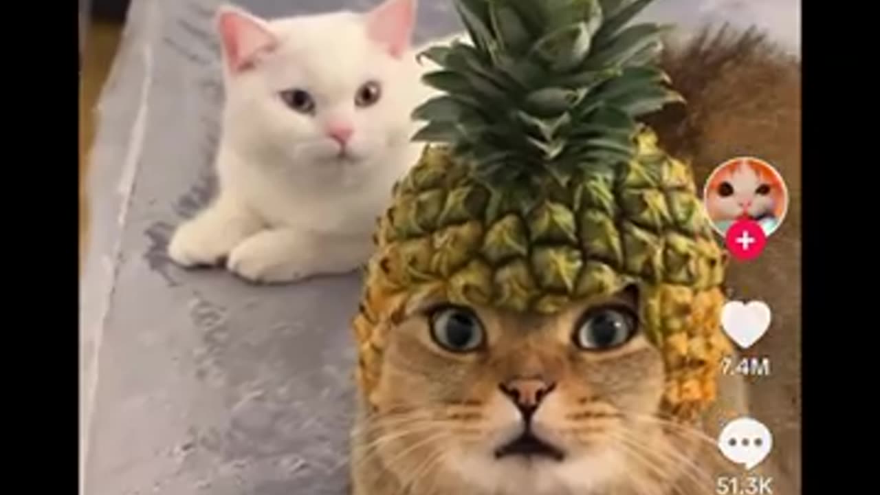 Pineapple Cat