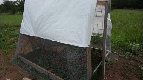 Chicken Hoop Coop