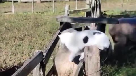 Counting the sheep.. 😅