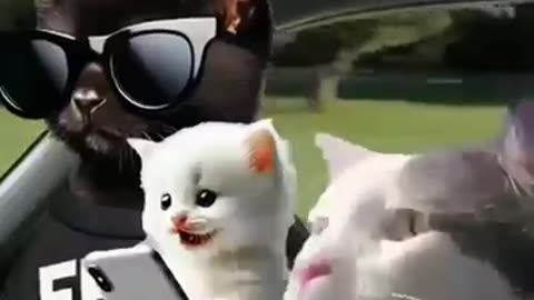 CAT'S DRIFTING WILD THROUGH THE STREETS 🔥🤣😂