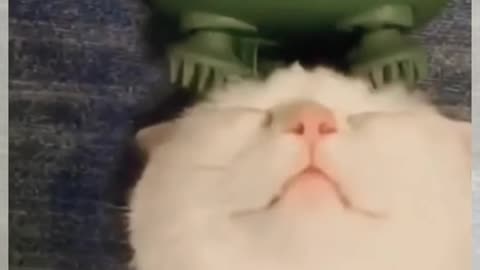 Cute kitty!
