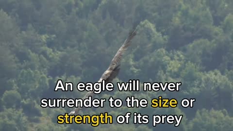 The Eagle Mentality