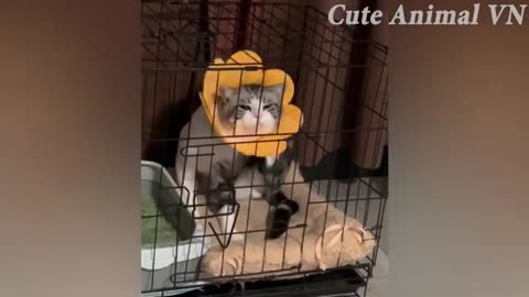 FUNNY ANIMAL VIDEOS 2023😸 - 😂Funniest Cats and Dogs 😺🐶!