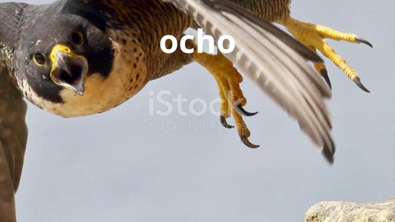 El Halcón Peregrino es el mas rápido del mundo? #curiosidades #datosfascinantes #viralvideo #sabias