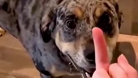 Dog’s Reaction In The Face Of The Middle Finger 😂 So Funny
