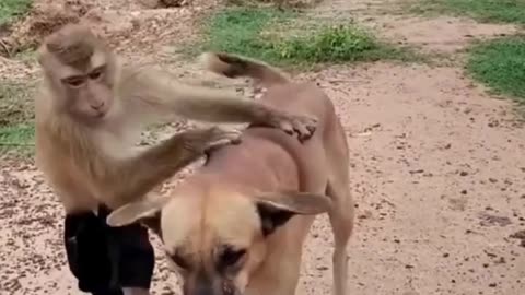 monkey video | monkey | bandar | monkey voice | funny manki comedy video | monkey video #shorts