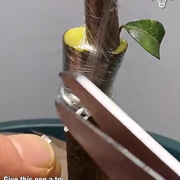 How to grow a tree from a single branch!.hd