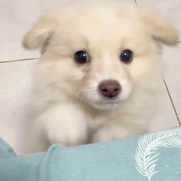 Scratching Again, Haha