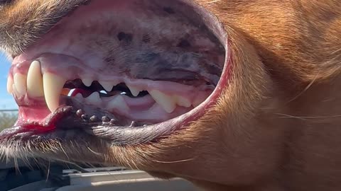 Airing Out Jowls Through Sunroof