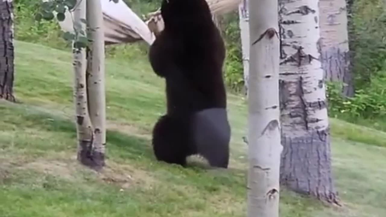 How a bear wrestled with a hammock