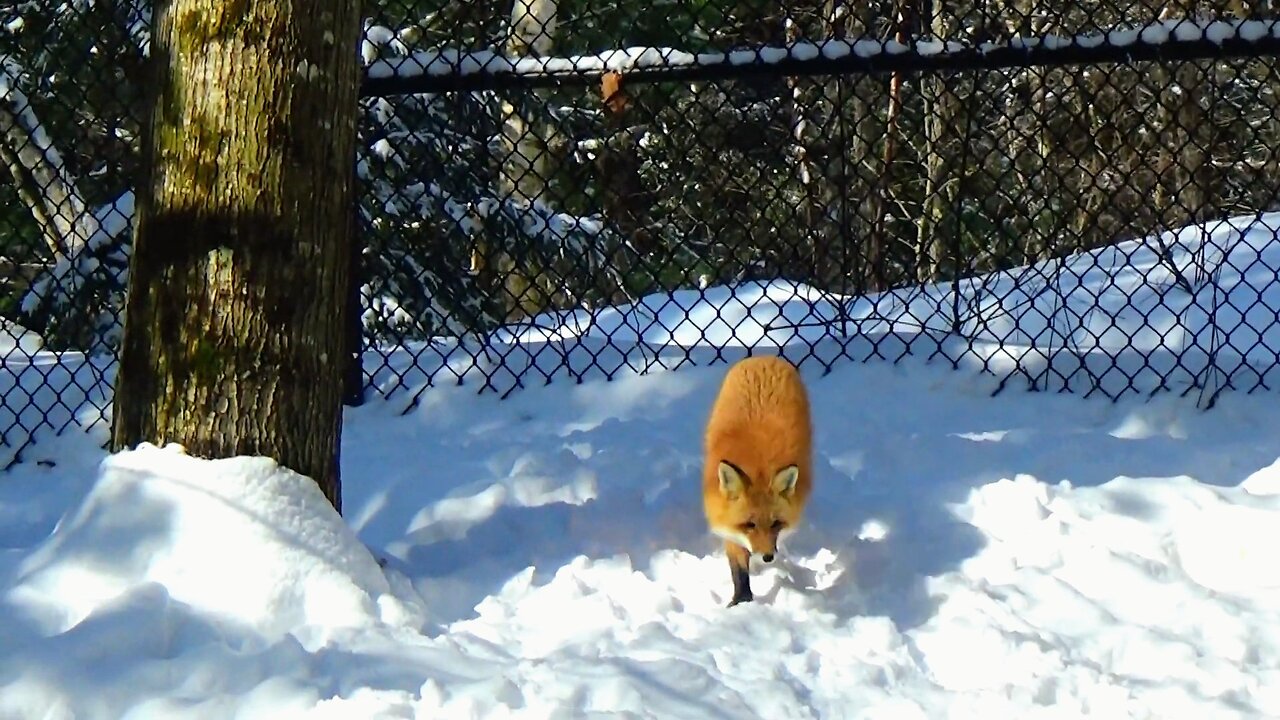 Red Fox