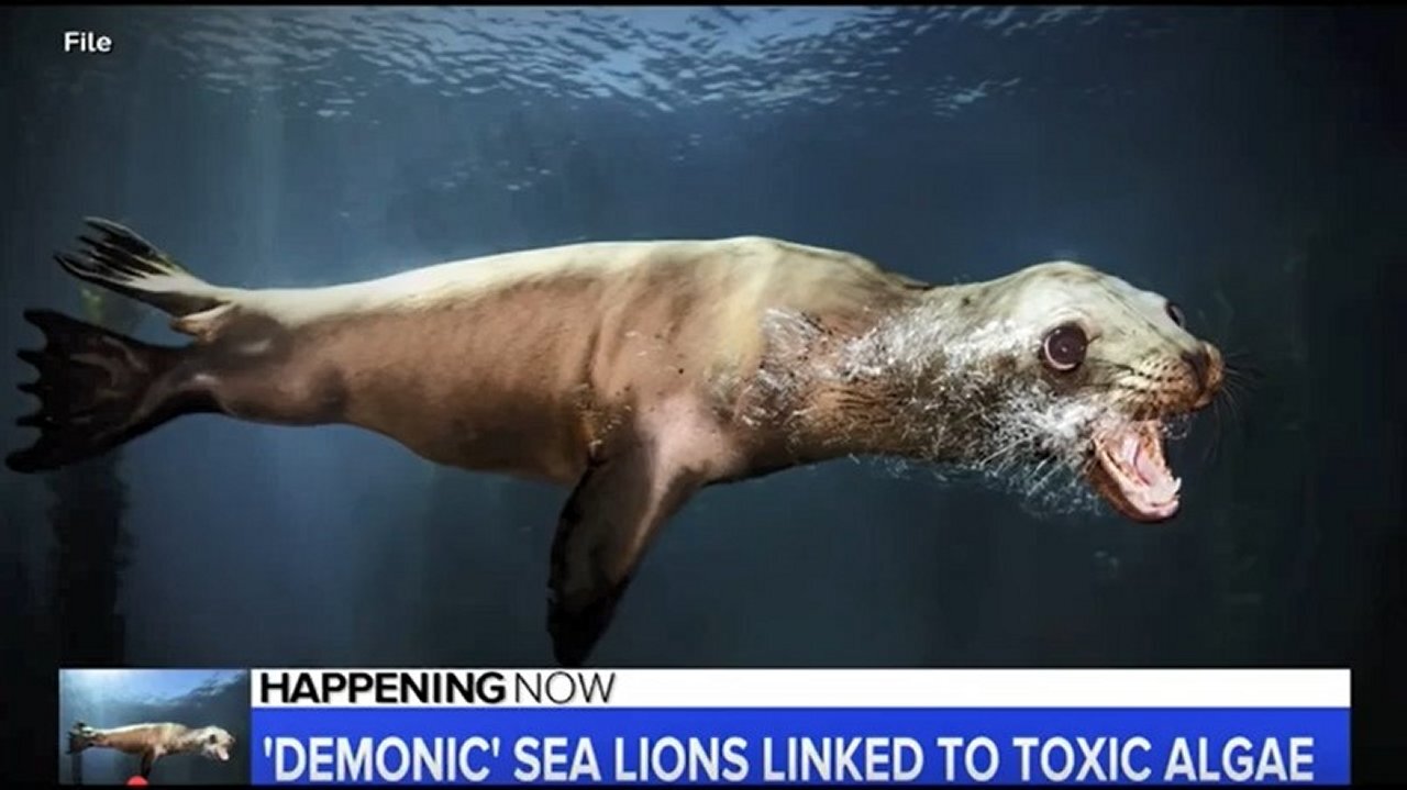 Call: MSM: When 'Demonically Possessed Sea Lions' Attack!