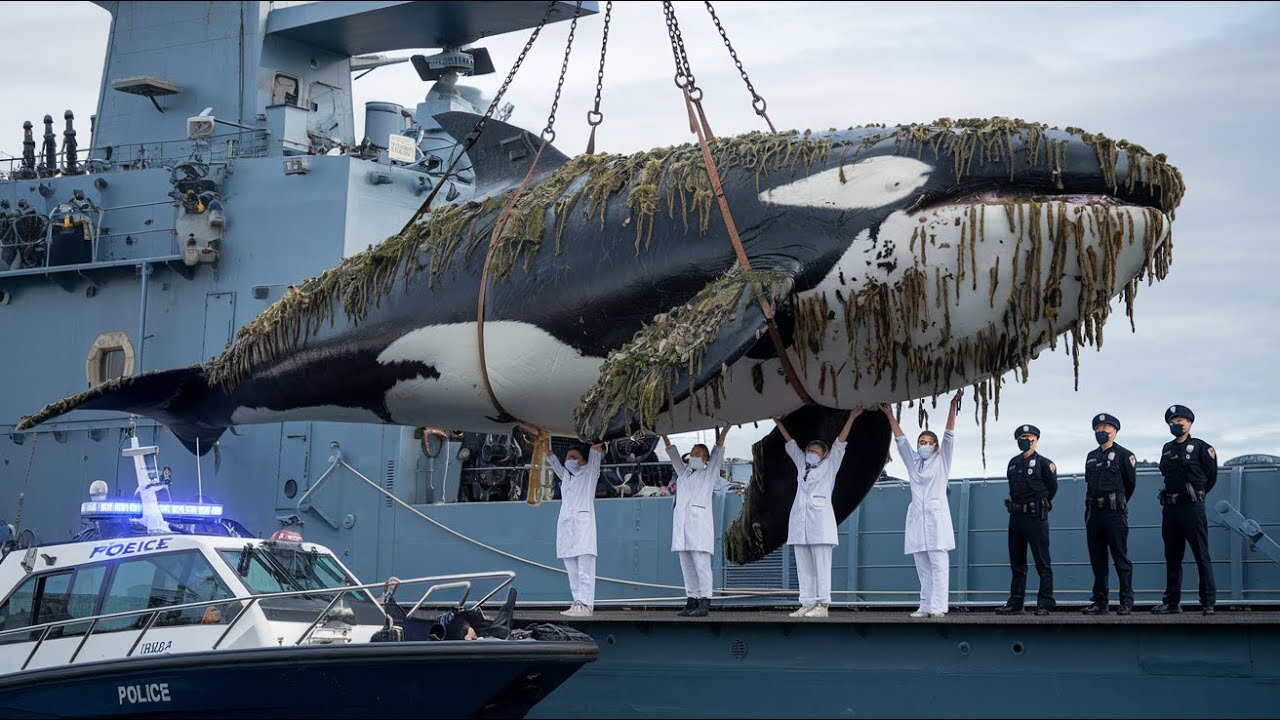 The giant killer whale has millions of barnacles and moss clinging to its body and needs help