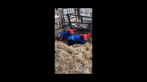 cute funny cows - Two Baby Cows in Costume – Too Cute to Handle!