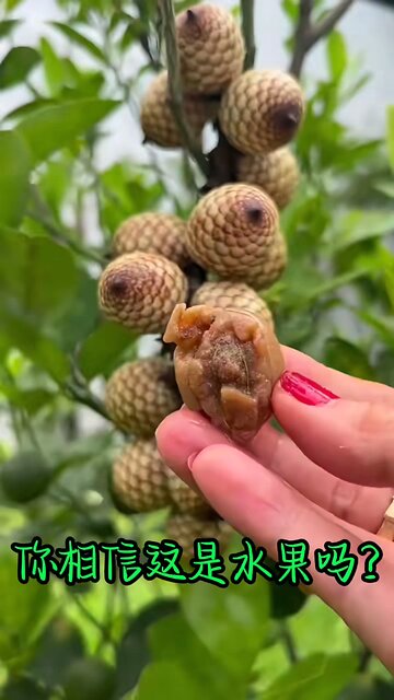 unique fruit | lychee type fruit | looks yummy | tastes yummiest