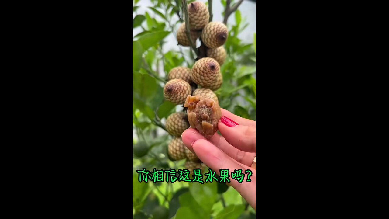unique fruit | lychee type fruit | looks yummy | tastes yummiest