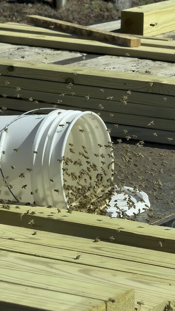 Put pollen out for the bees 🐝