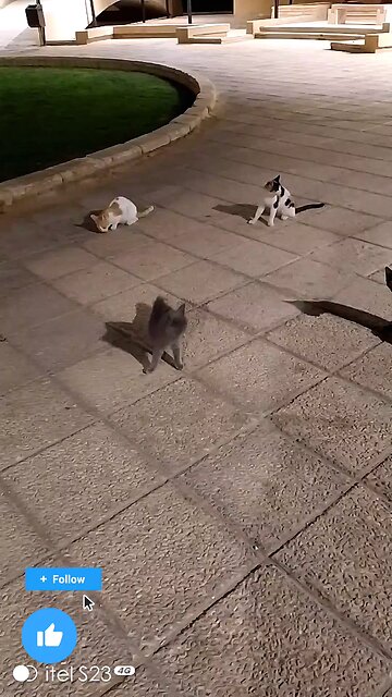 cat lover Saudia awsome video