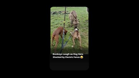 donkey laugh funny video