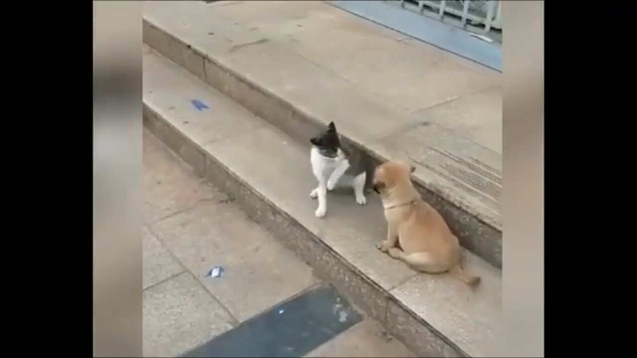 Cat VS Dog 😂