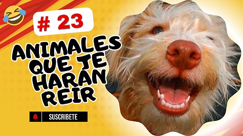 ❤️🤣Animales que te harán reír 🤣 #23😂❤️