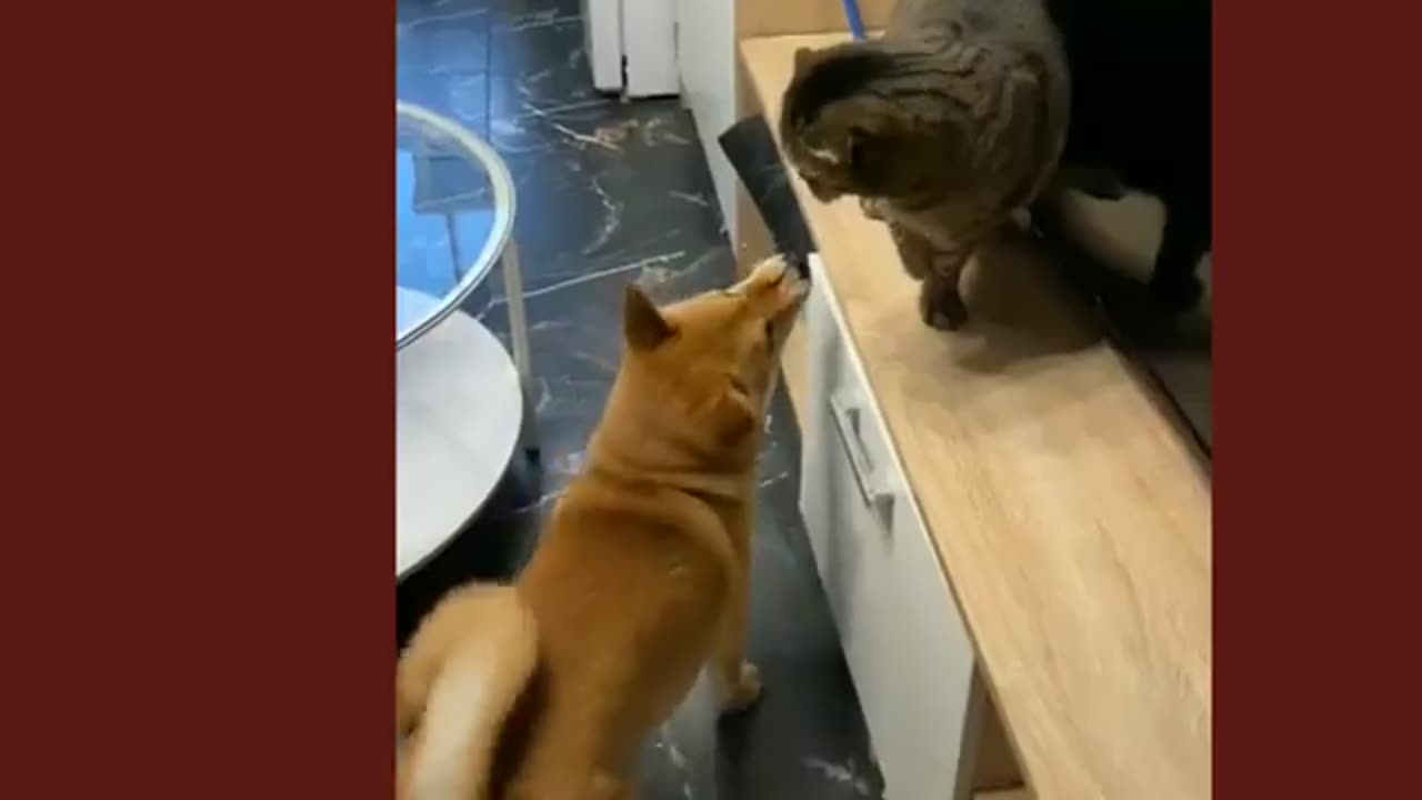 Cat and dog funny video 😂